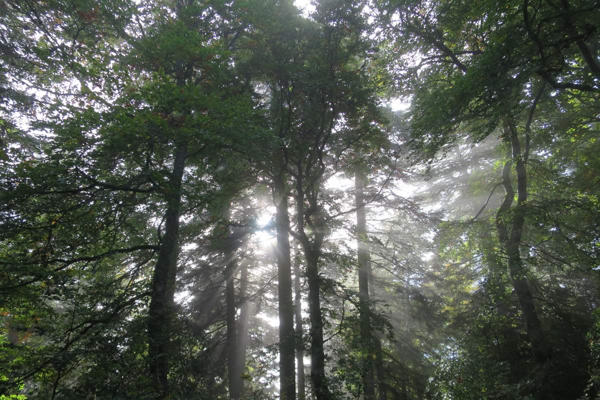 Contact Nature Cnv Montagne Vercors Foret
